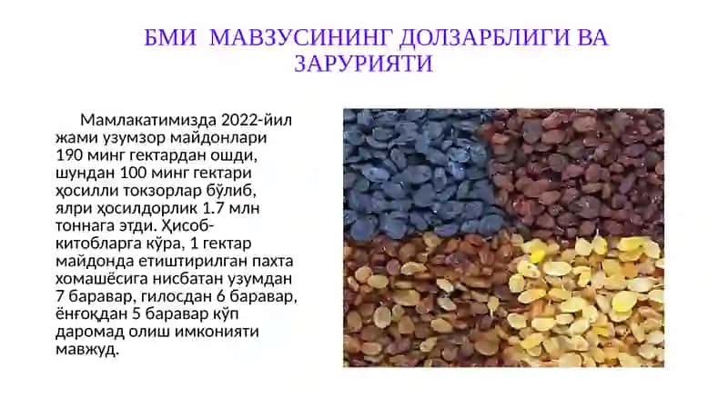 UZUM G‘UJUMI YIRIK KISHMISHBOP NAVLARNI QURITISH TEXNOLOGIYASI VA USULLARI 2