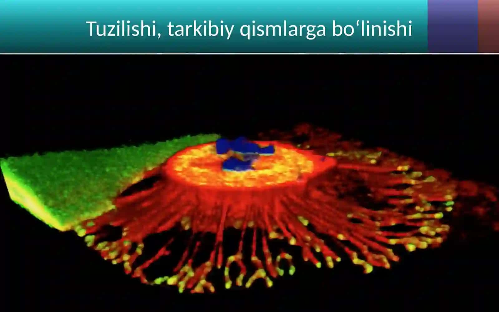 Odam organizmining hujayra tuzilishi 2
