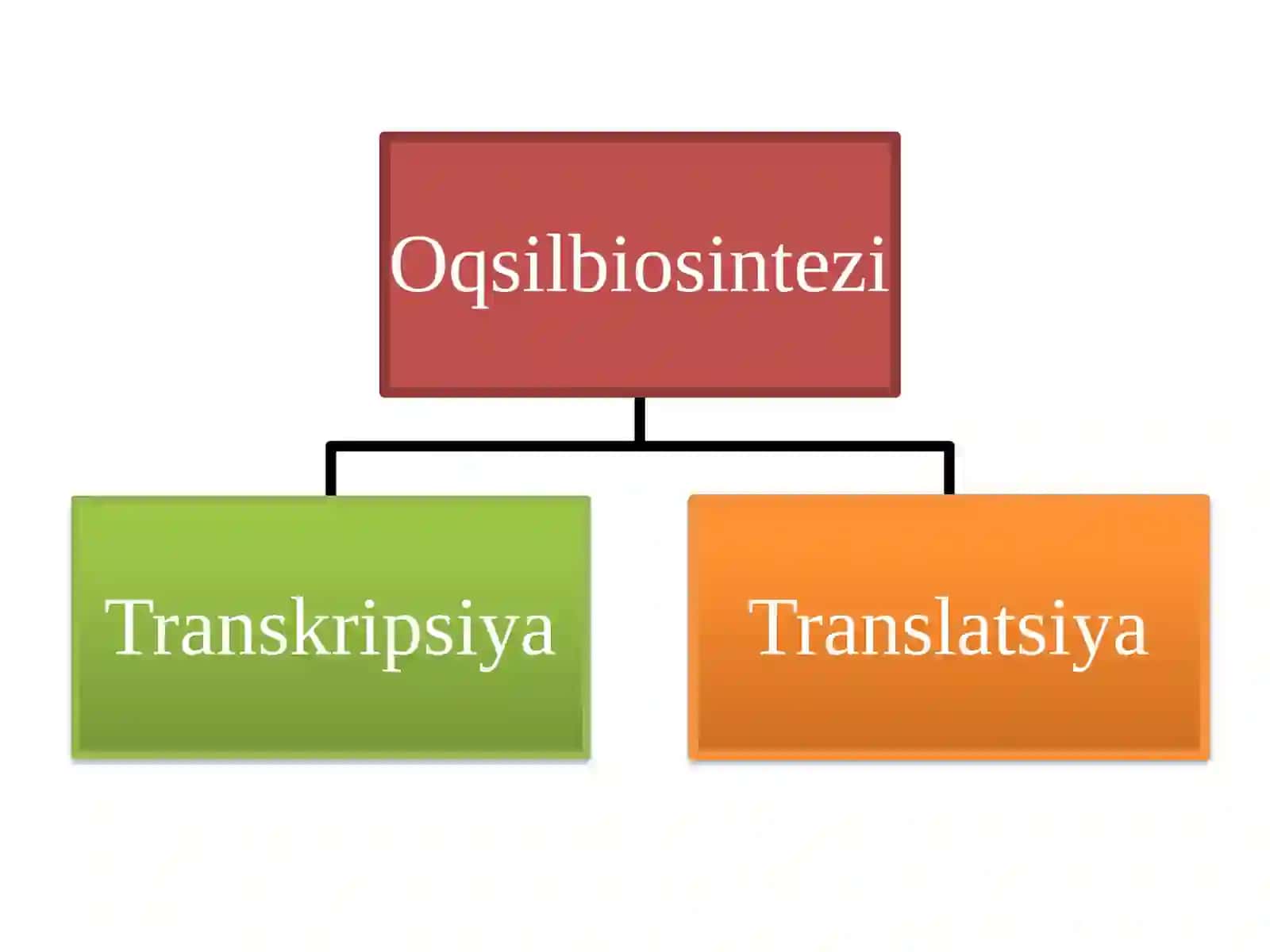Oqsil biosintezida DNK va RNK ning roli 2