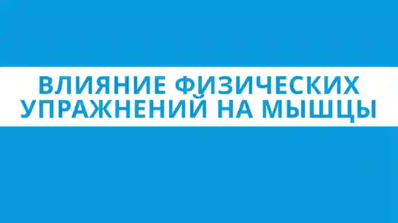 Влияние физических упражнений на мышцы 2