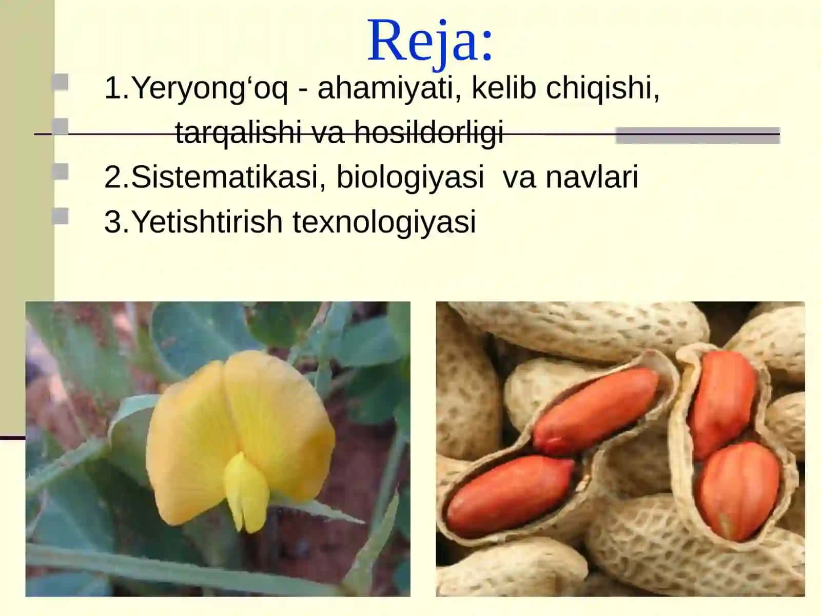 Yeryong‘oq ahamiyati biologiyasi va yetishtirish texnologiyasi 2