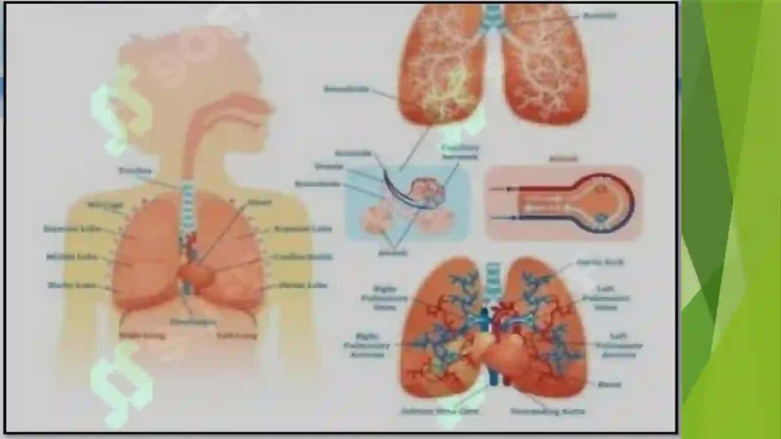 O'pkaning metabolik tavsifi va uning buxilishlari 2