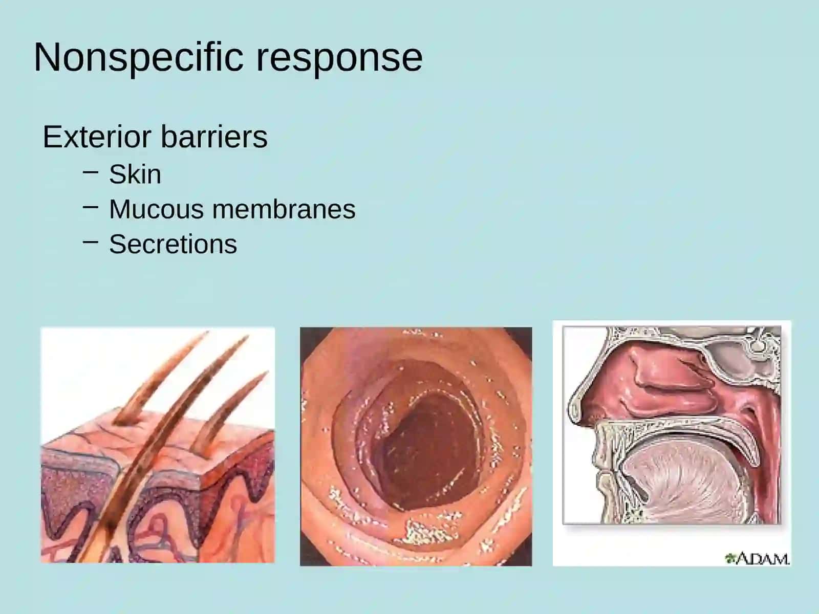Basic Organization and Function of the Immune System 2