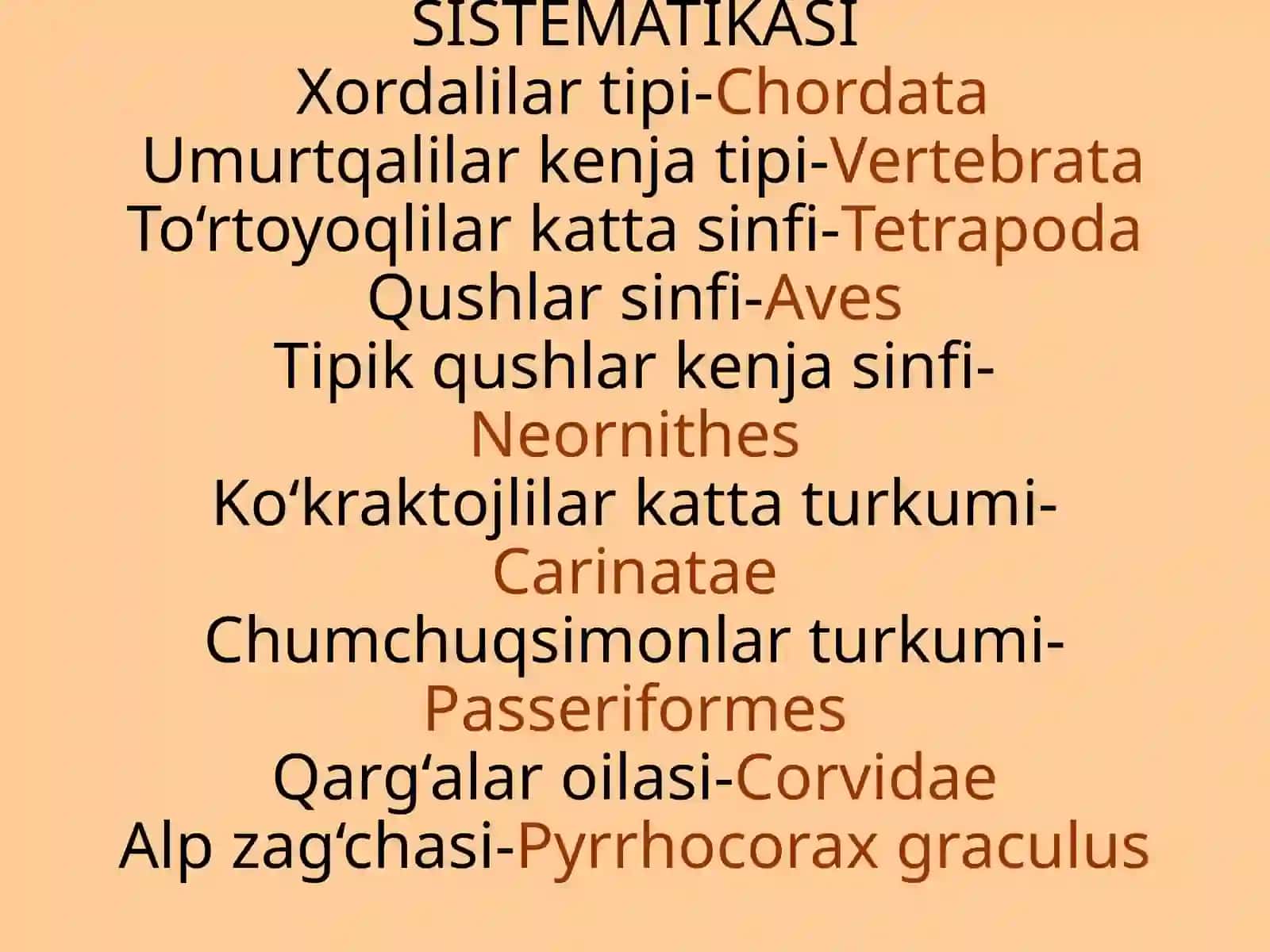 Alpzag‘chasi-Pyrrhocoraxgraculus(Альпийскаягалка) 2