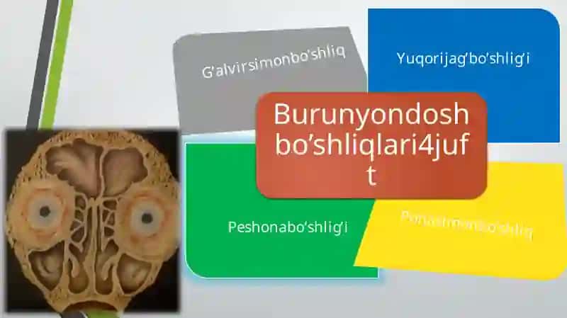 Burunyon doshbo’shliqlar anatomiyasi 2