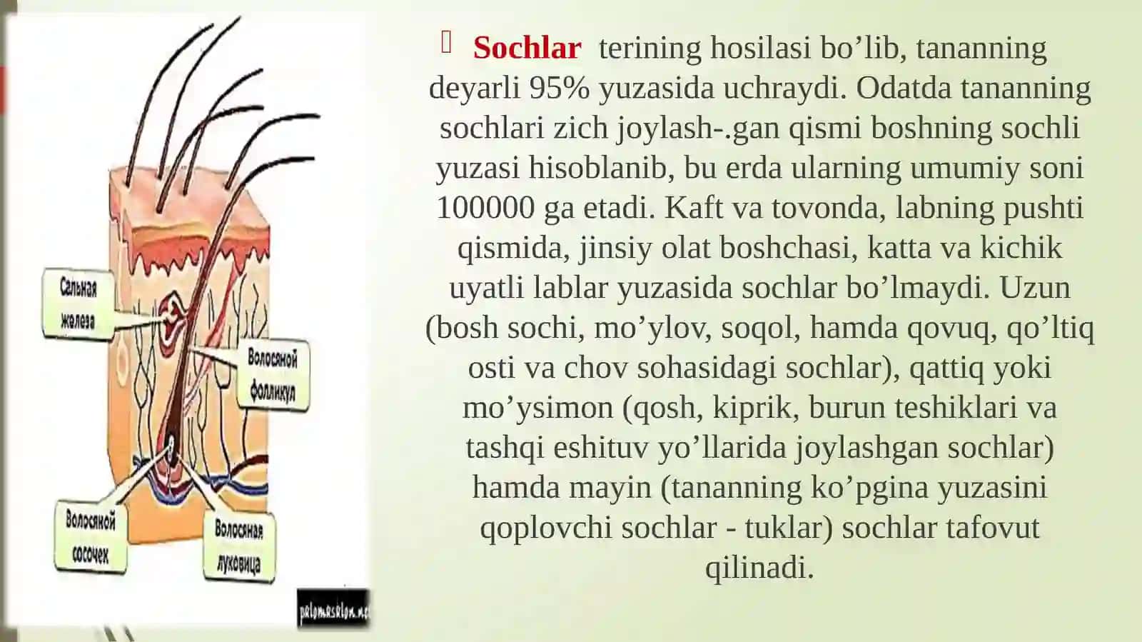 Soch folikulasining gistolotgik tuzilishi 2