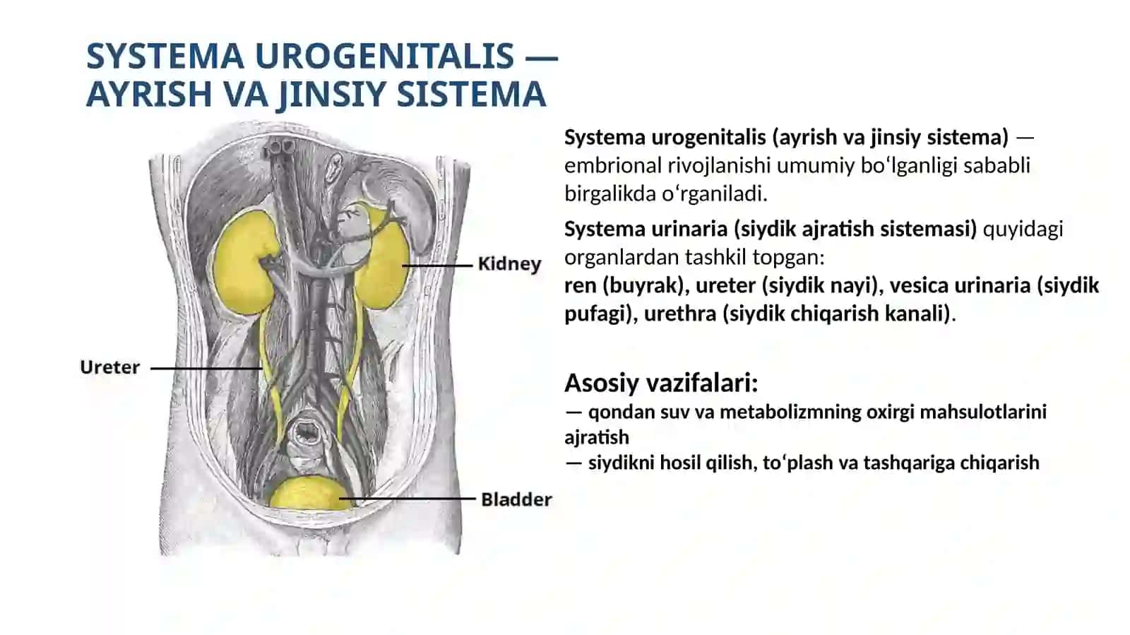 Systema urinaria: Anatomiyasi, tuzilishi va funksional ahamiyati 2