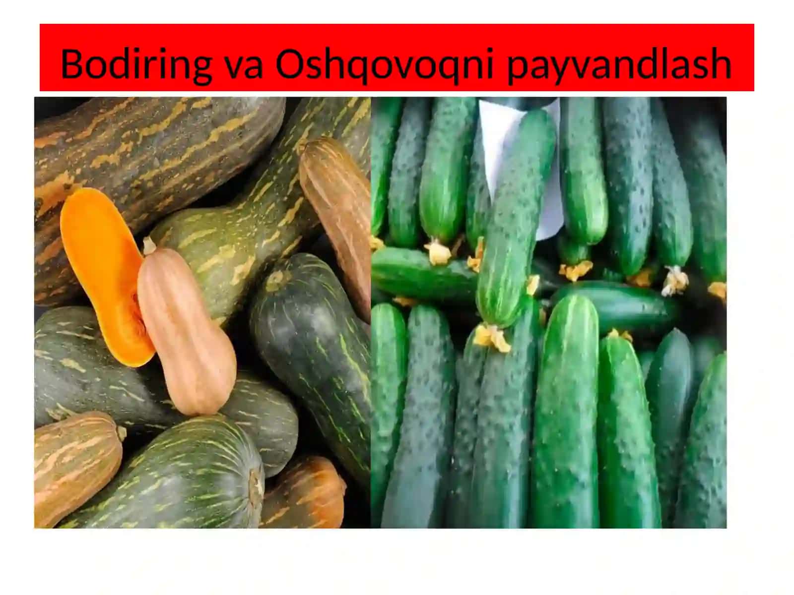 Biotexnalogiya yo’nalishi 2