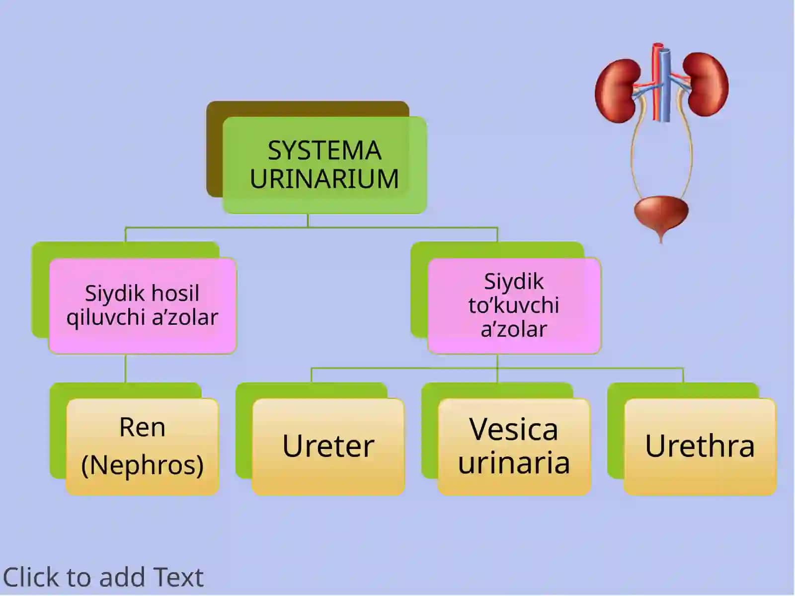 Systemaurinarium 2