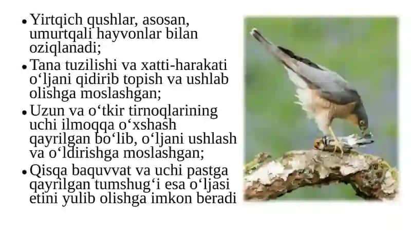 Zoologiya fanidan taqdimot. Yirtqich qushlar 2