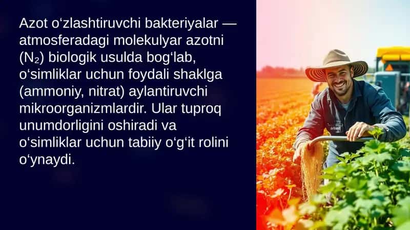 azot oʻzlashtiruvchi bakteriyalar 2
