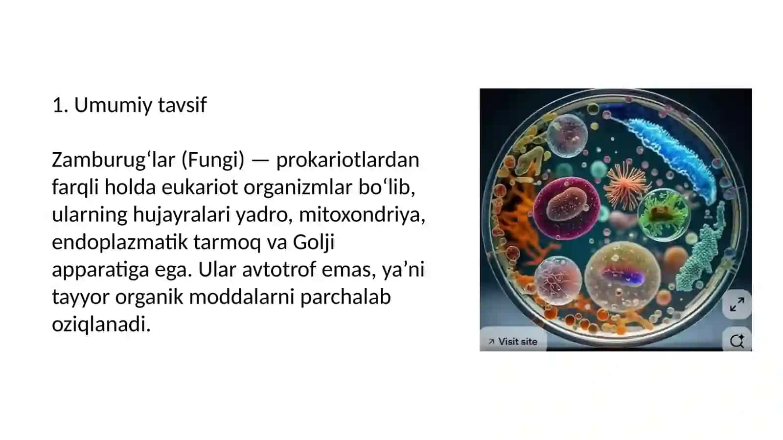 Zamburug‘lar:morfologiyasi,strukturasivaularnio‘rganishusullari 2