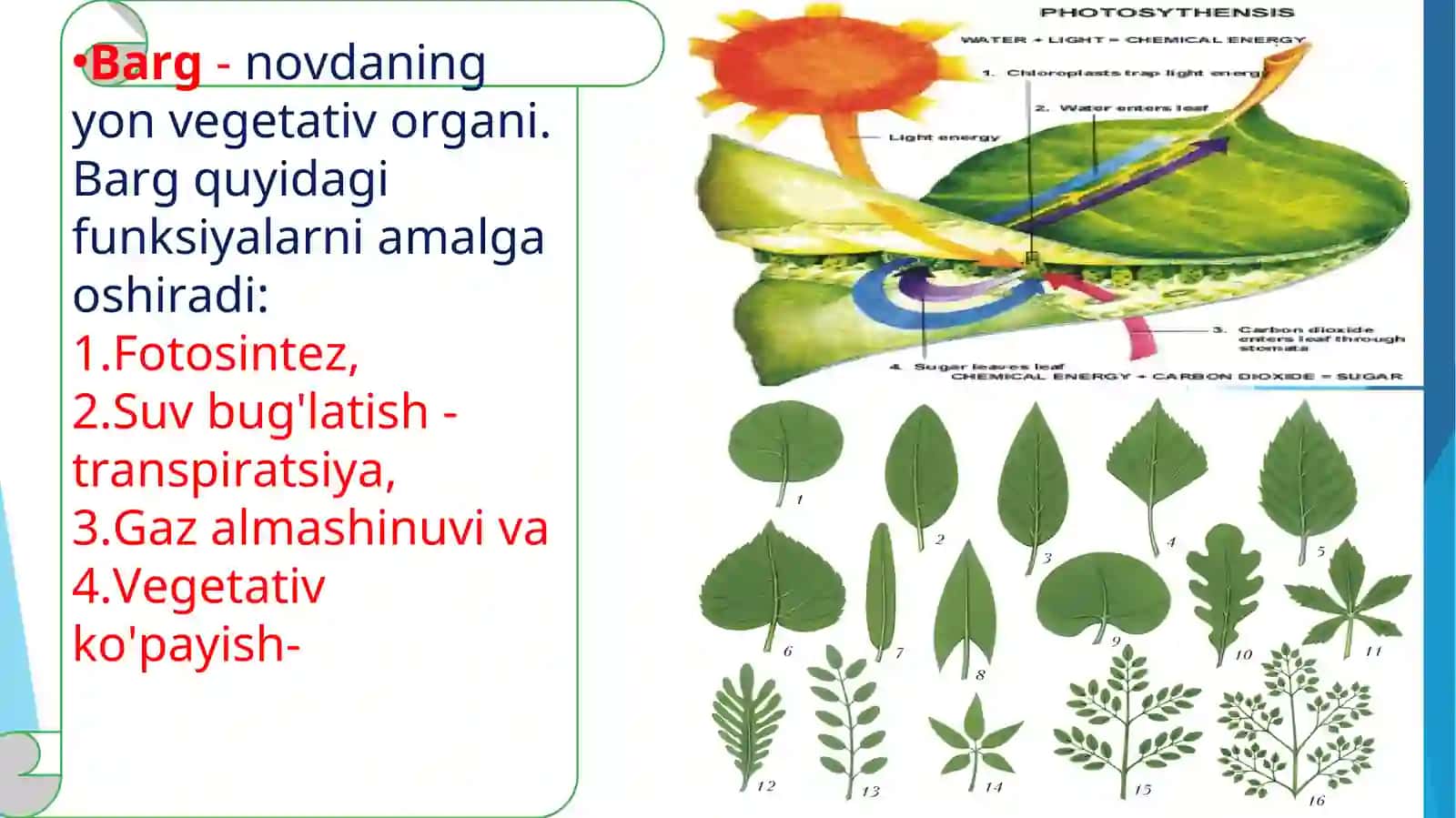 Barg vazifasi, morfologiyasi va anatomik tuzulishi 2