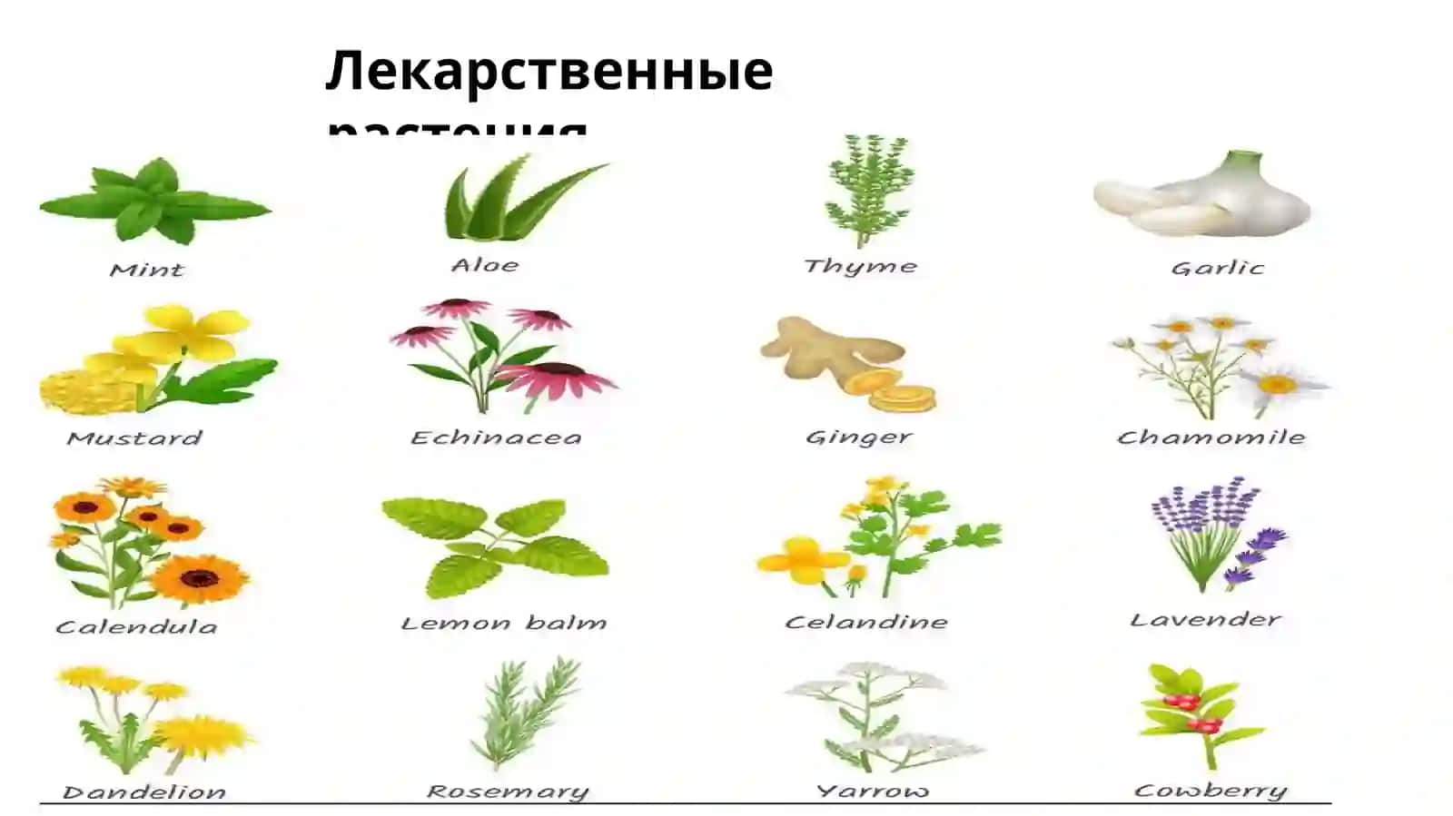 Лекарственные растения 2