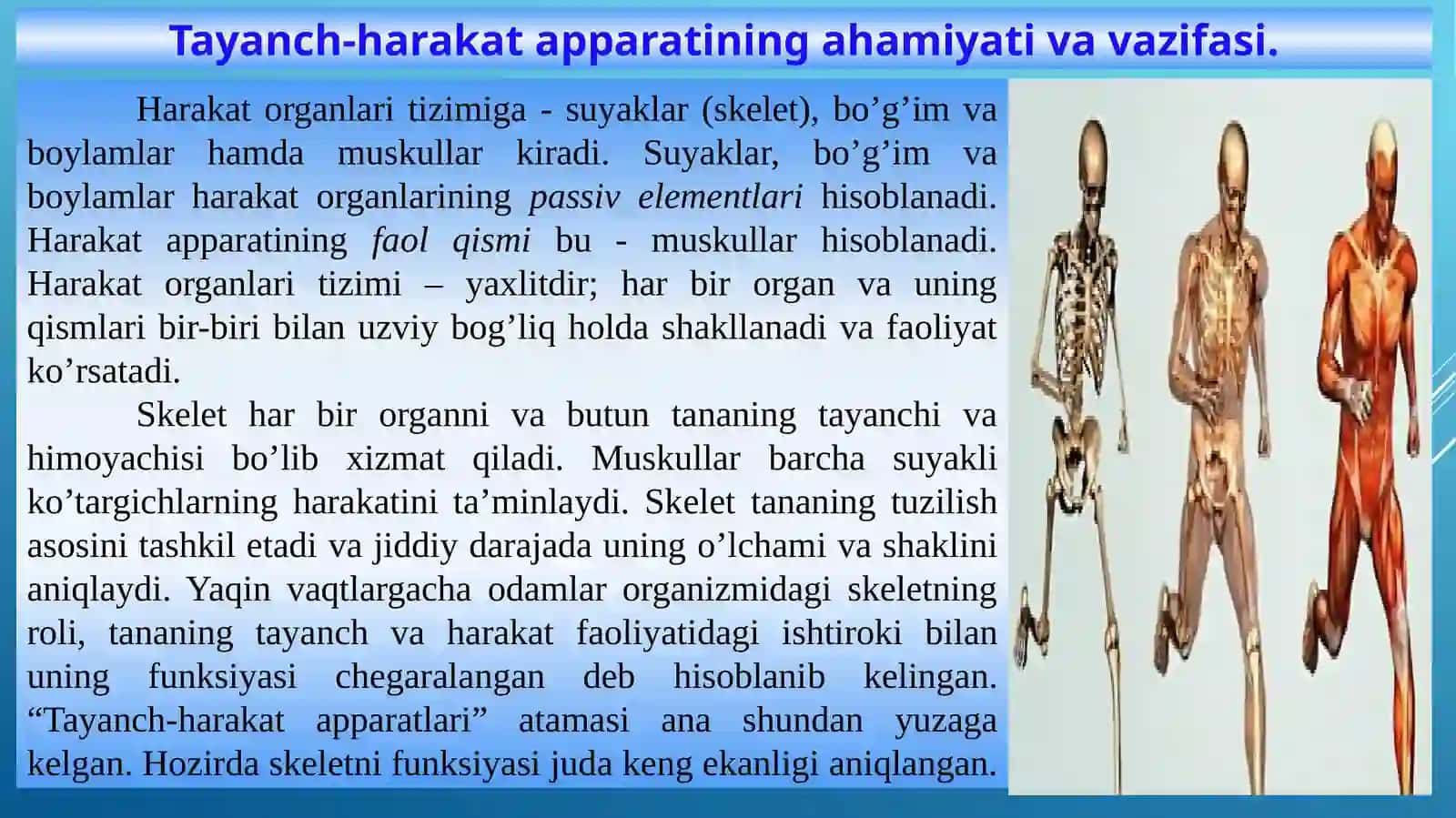 Tayanch-xarakat apparatiningahamiyati va vazifasi 2