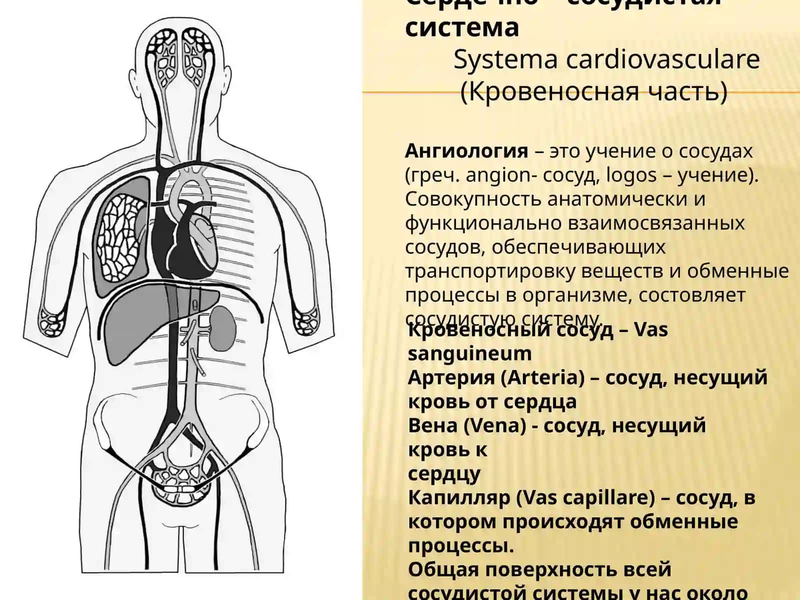 Лекция: кровеносная система. Сердце. Аорта. Внутренние и наружные сонные артерии. Кровоснабжение головы 2