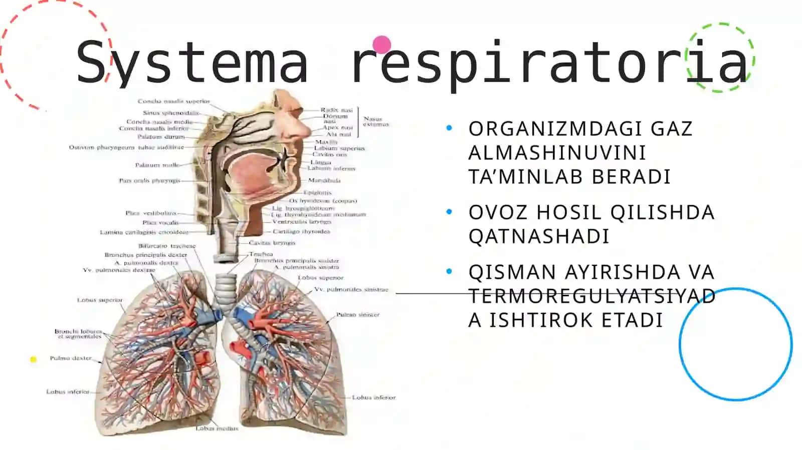 Systema respiratoria 2