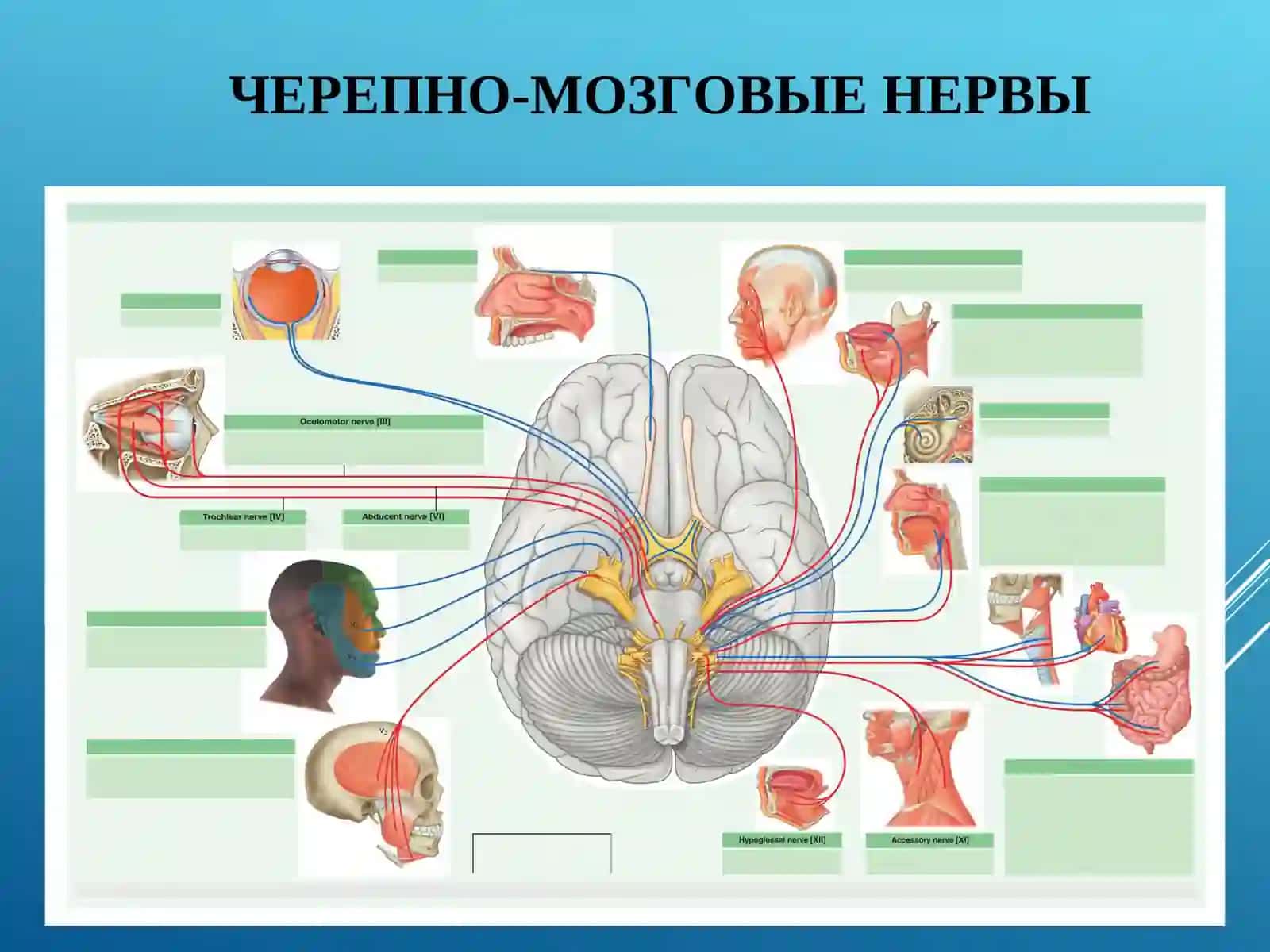 Функциональная анатомия черепно-мозговых нервов 2