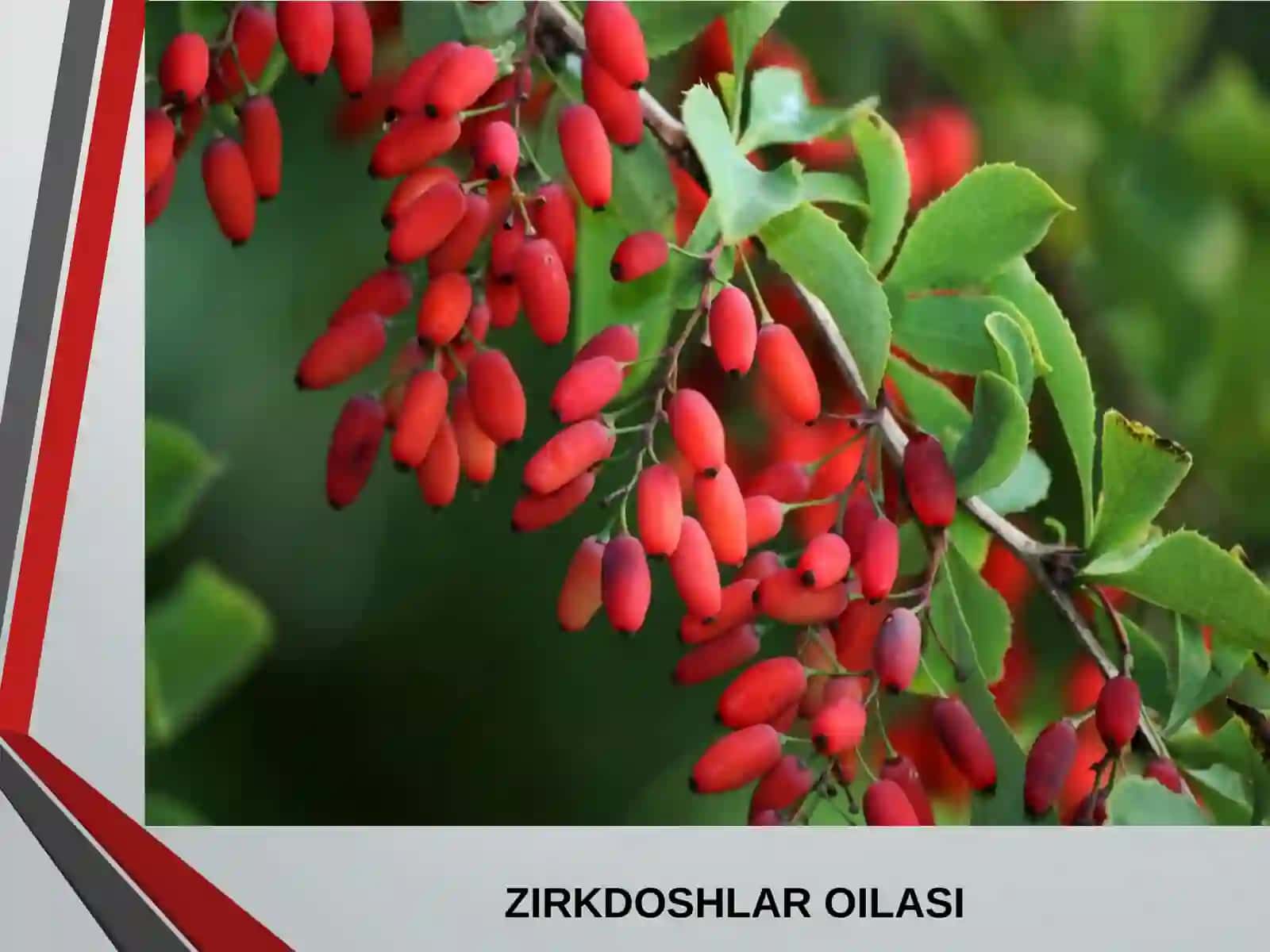 Zirkdoshlar 2