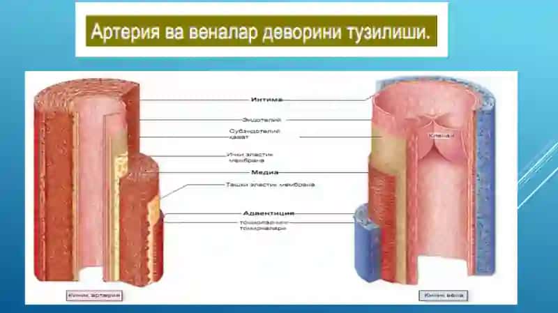 Юракишлаши 2