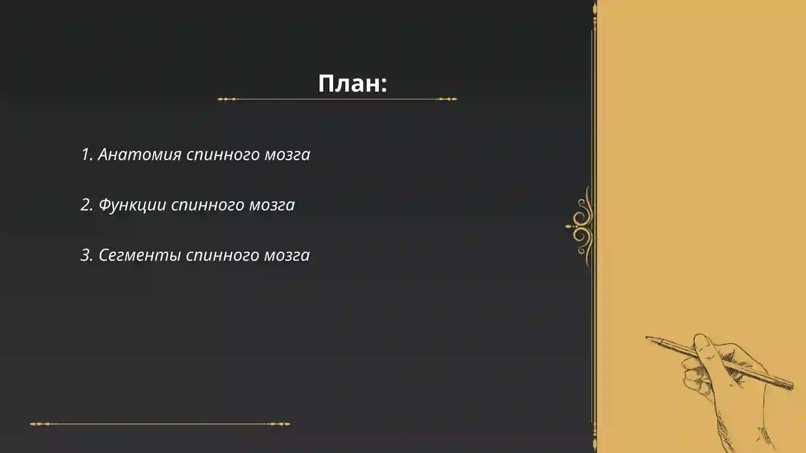 Спинной мозг 2