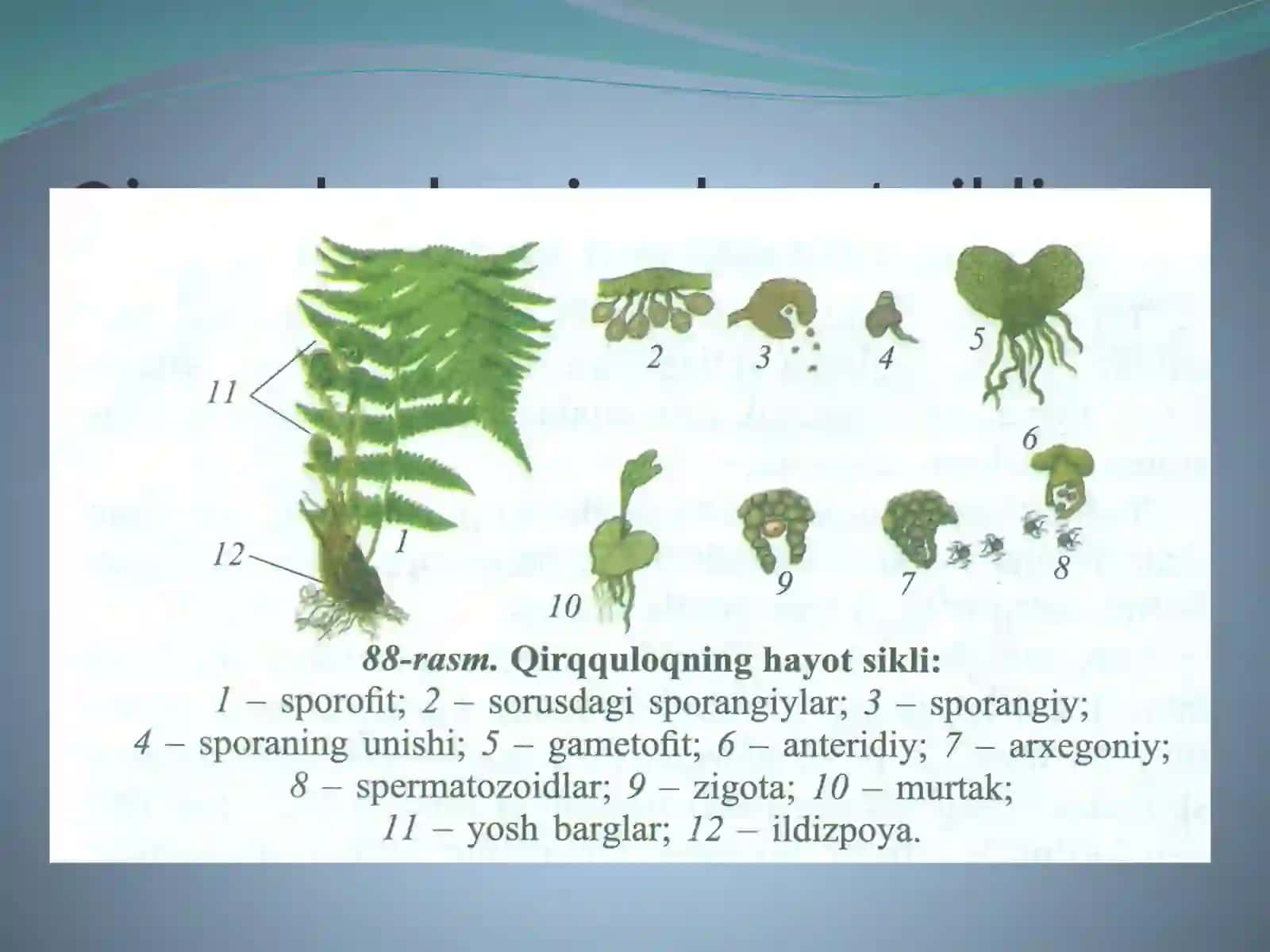 Ochiqurug’lilar bo’limi 2