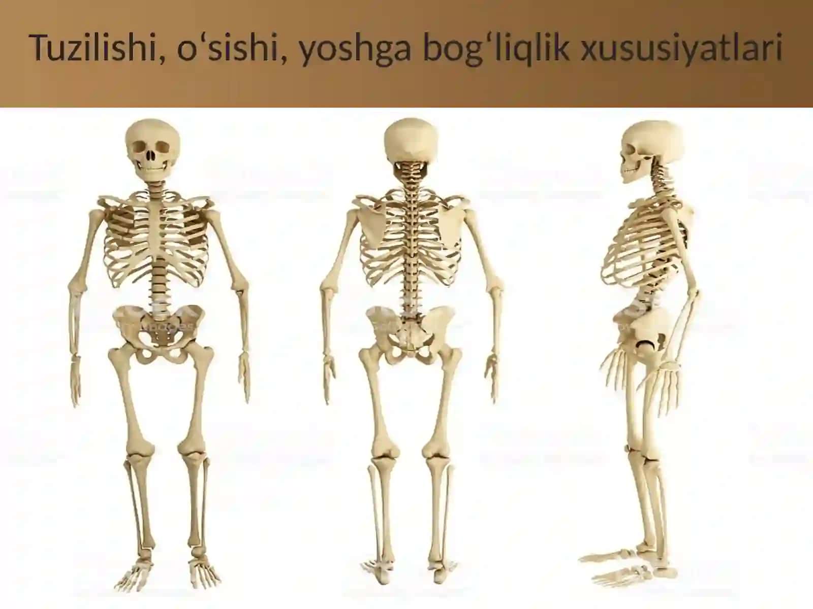 Suyaklarning tuzilishi va tarkibi 2