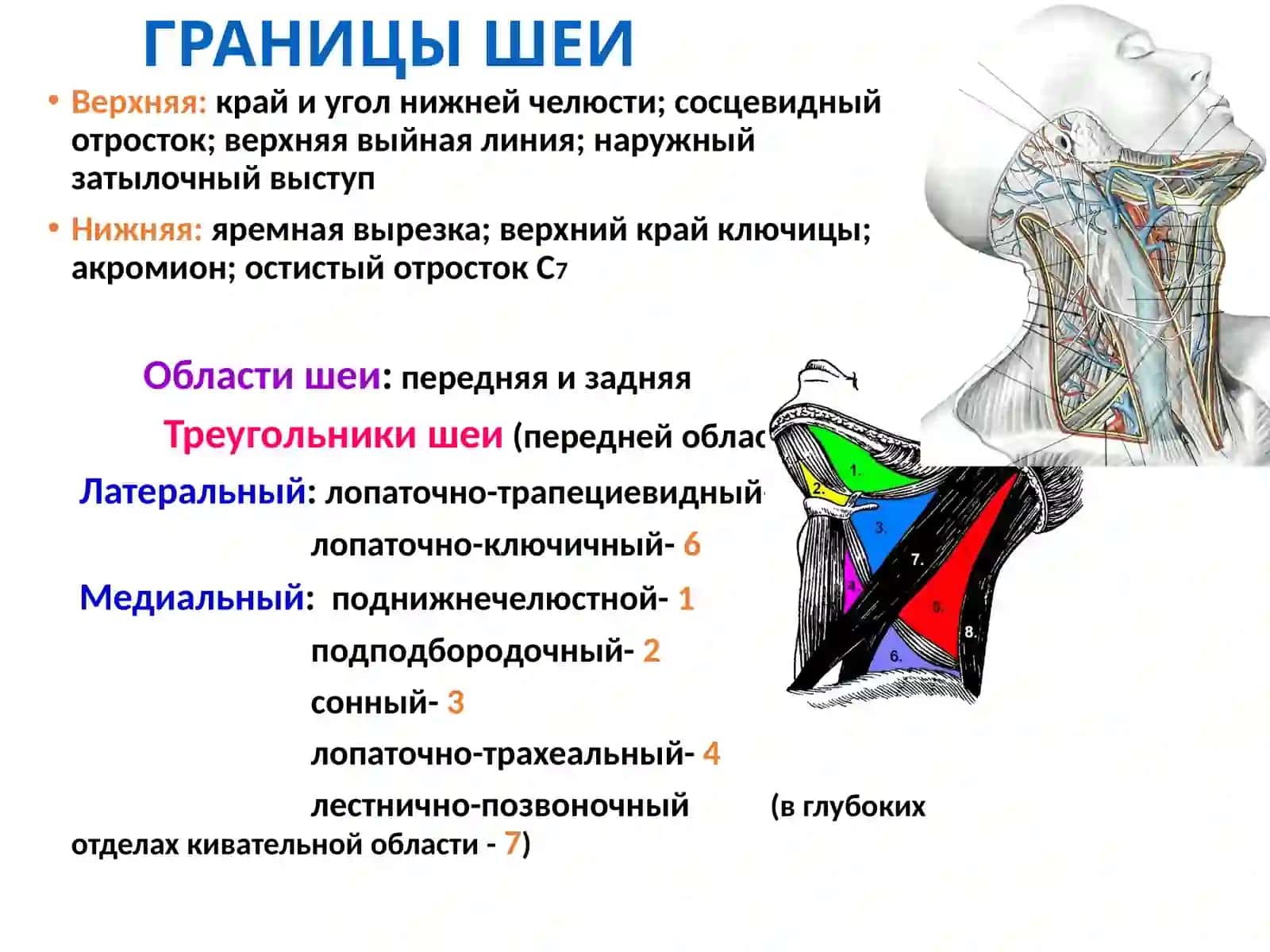 Клиническая анатомия и оперативная хирургия шейной области 2