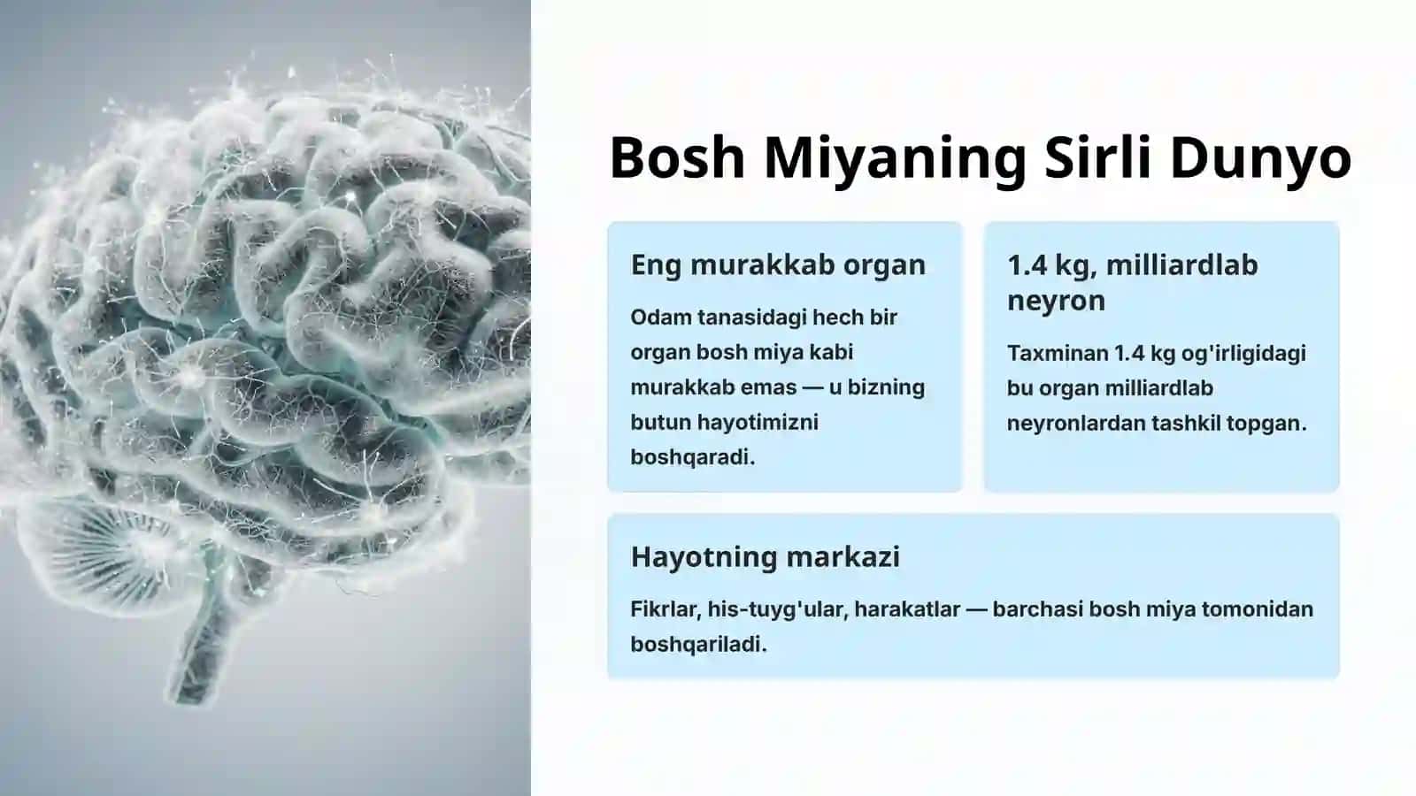 Bosh Miyaning Tuzilishi va Funksiyasi 2