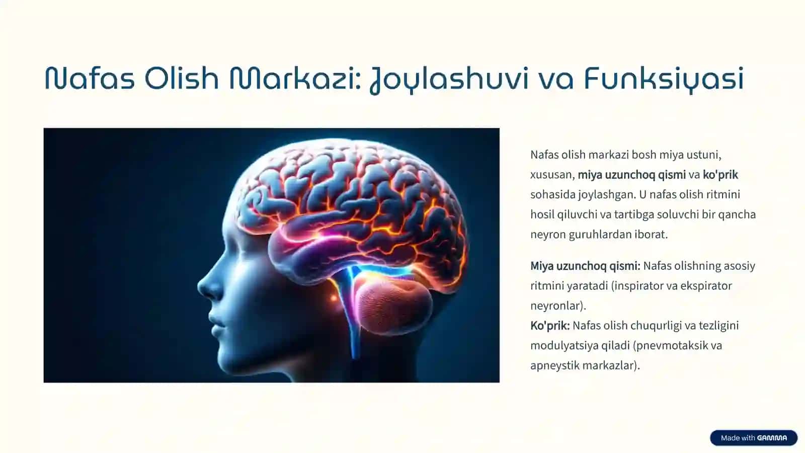 Nafas Olish Tizimi Boshqarilish Fiziologiyasi 2