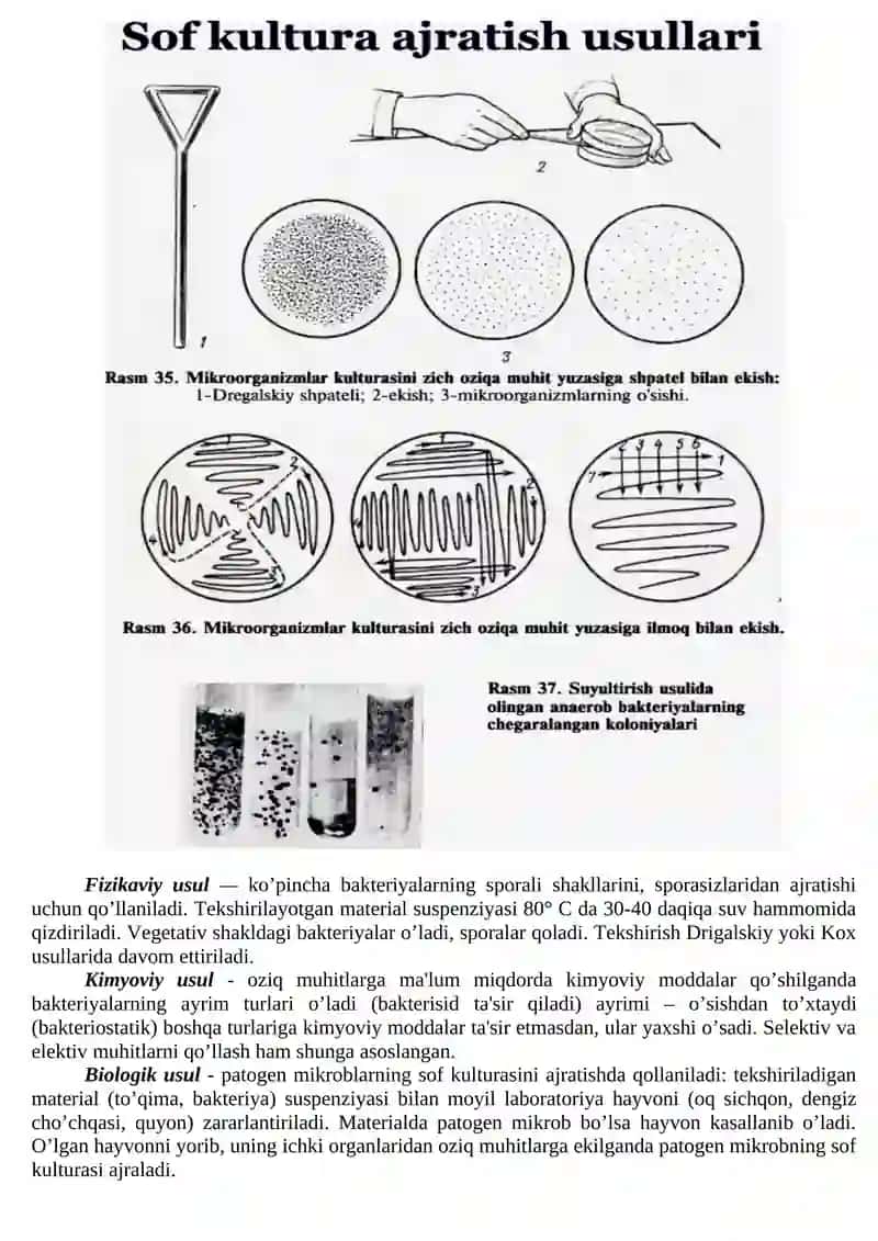 Sof kultura ajratib olish usullari 2