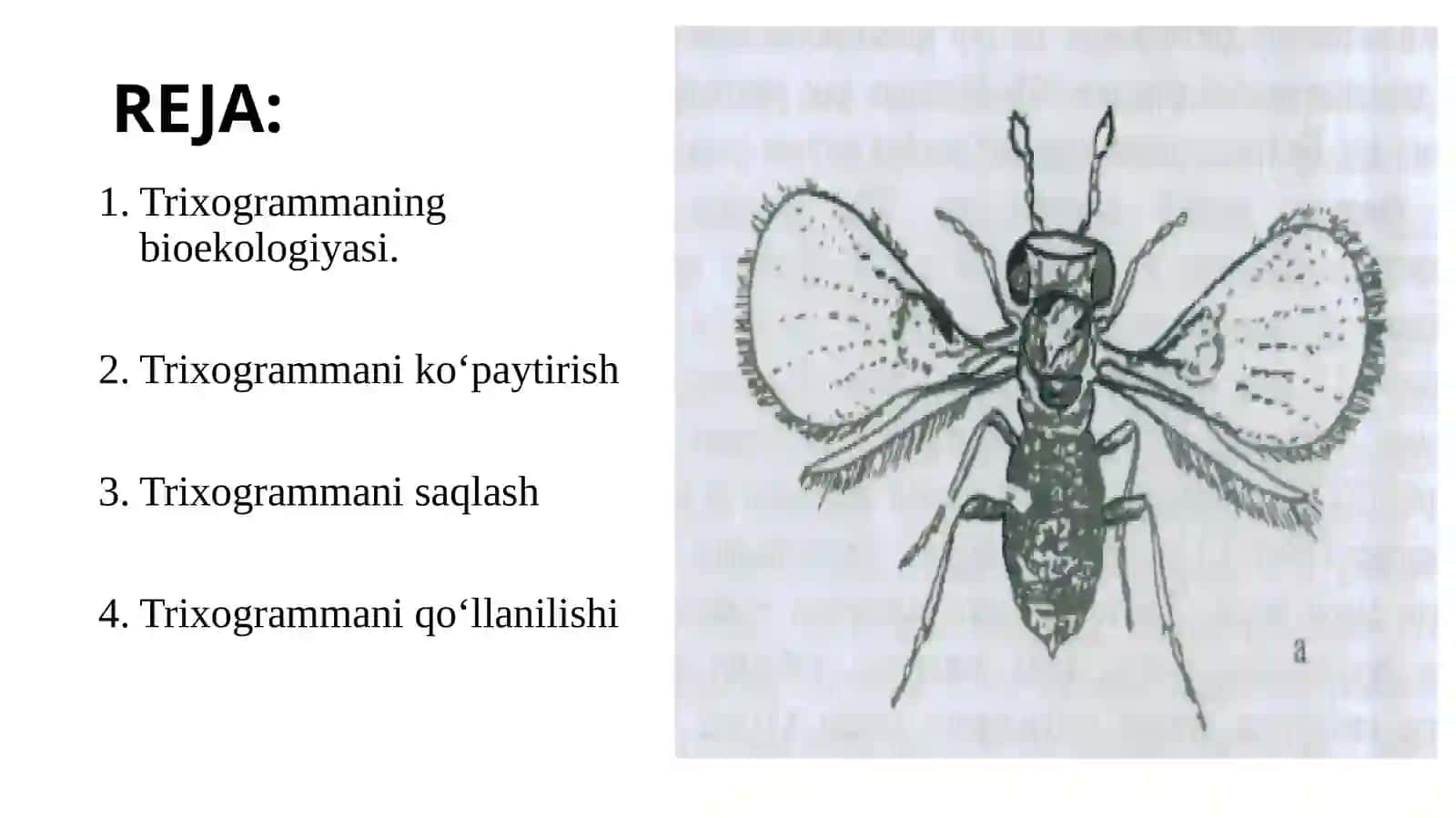 Trixogrammani ko‘paytirish va qo‘llash usuli 2