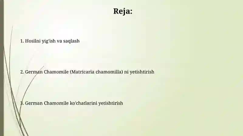 Aptechnaya romashka (Matricaria chamomilla) 2