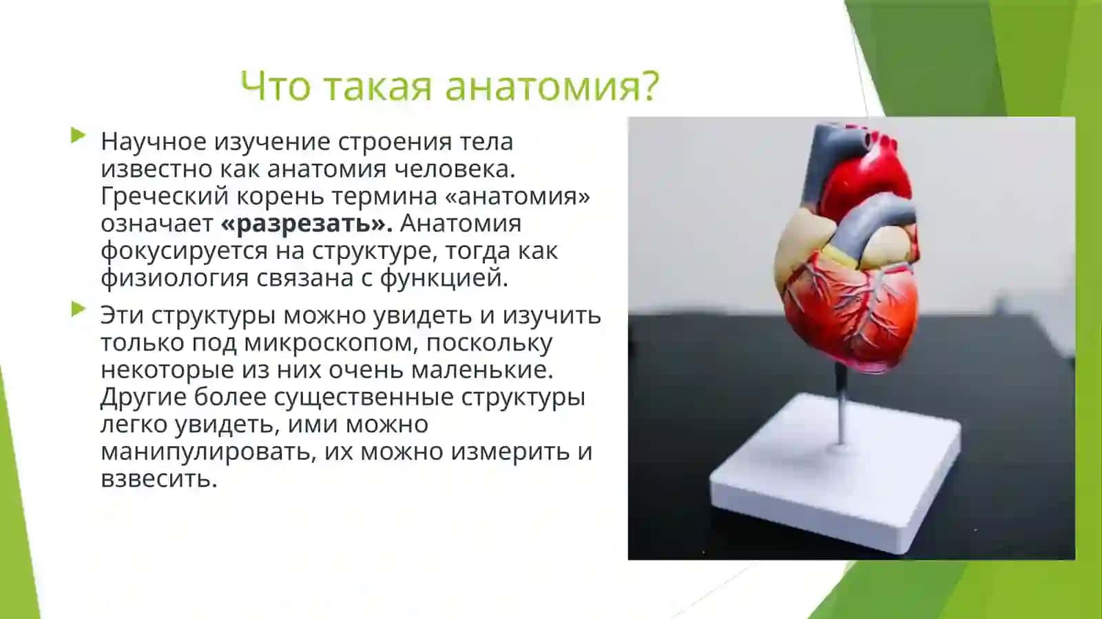 Анатомия и физиология человека. Глагол 2