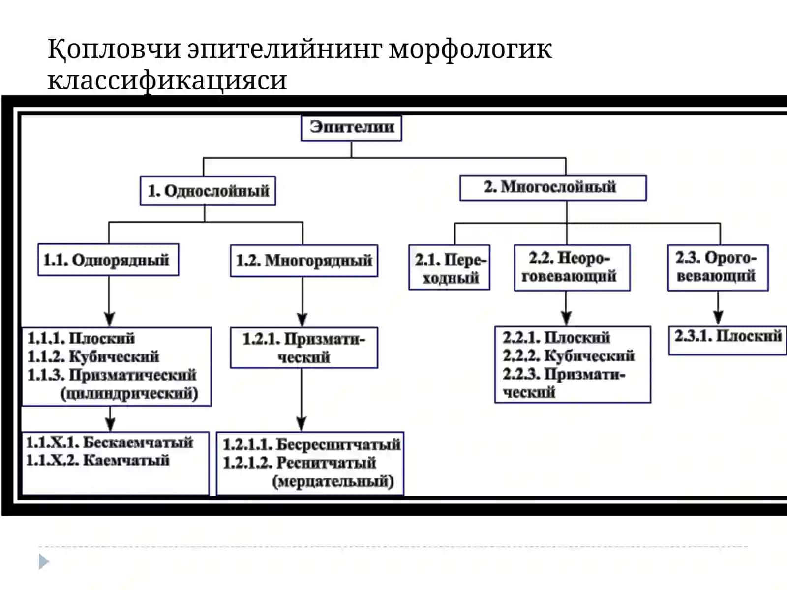 Эпителийтўқимаси 2