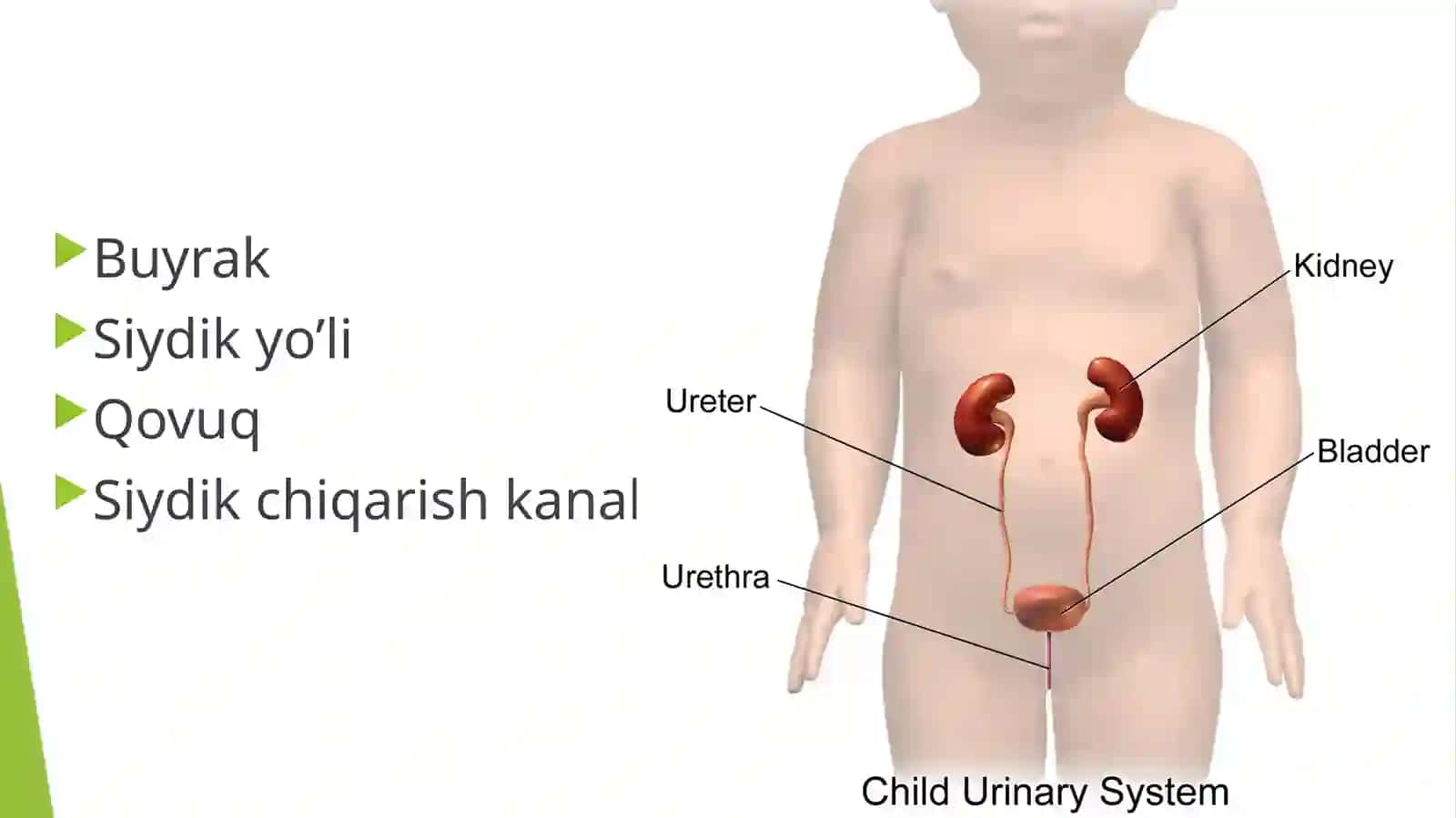Bolalarda siydik ajratish tizimi anatomo-fiziologik xususiyatlari 2