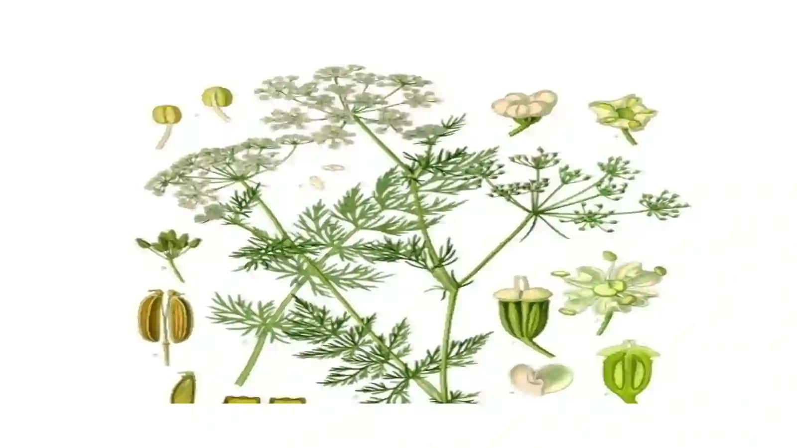 Zira (Bunium persicum) 2