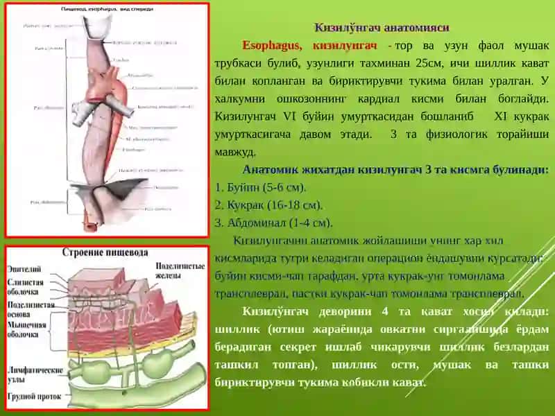 Онкология, болалар онкологияси курси 2