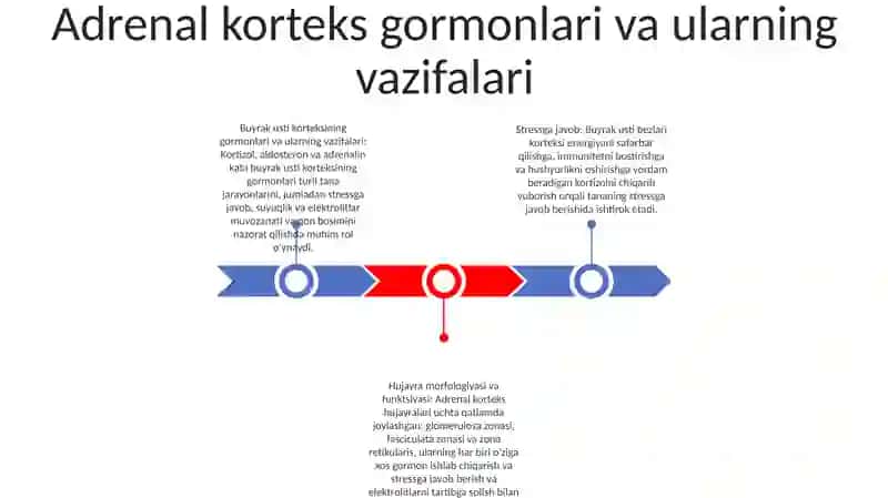 Stress Holatida Buyrak Usti Bezlari PoʻStlogʻI Gormonlarining Roli Va Hujayralarning Morfologik KoʻRinishlari 2