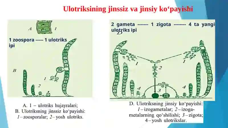 Ulotriks jinsiy ko‘payish texnologiyasi 2