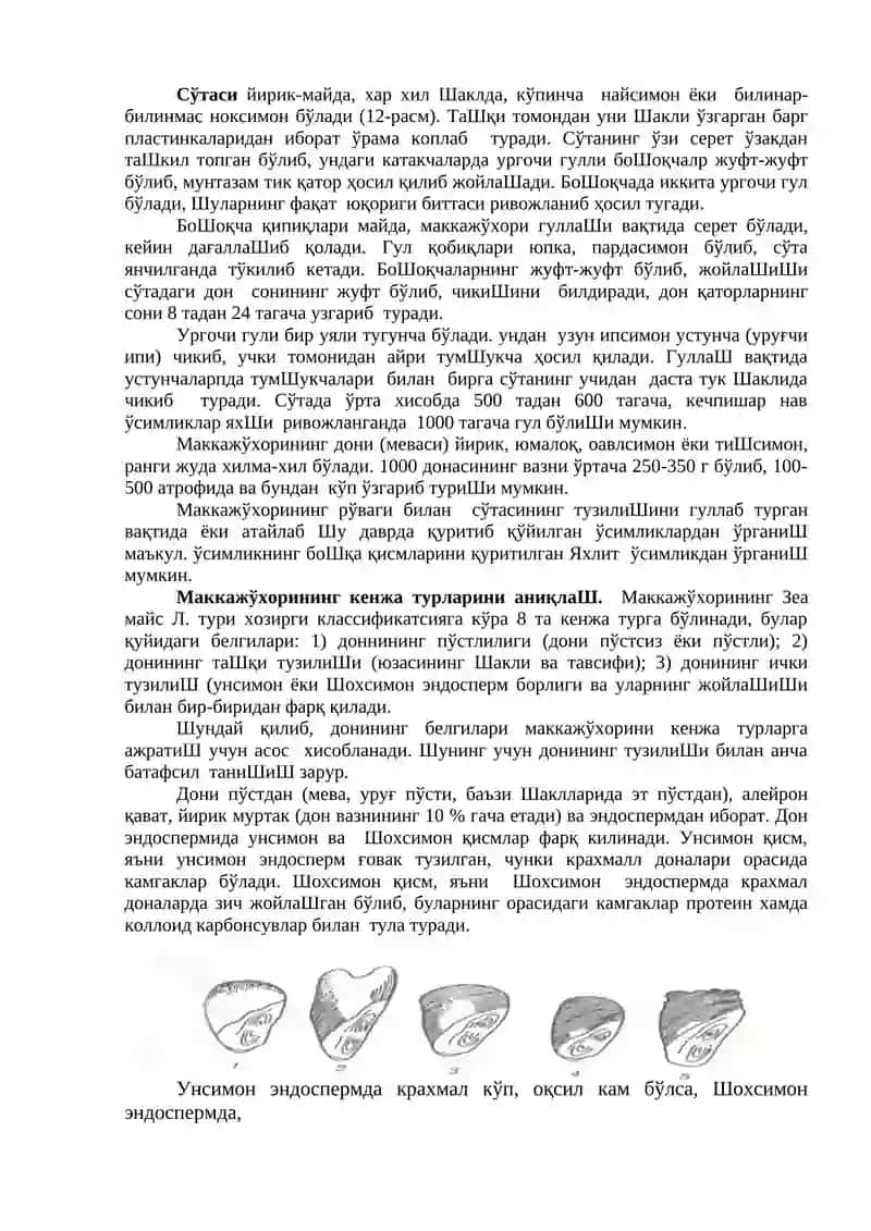 Маккажўхори кенжа турлари ва морфологияси 2