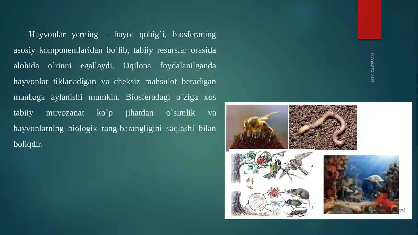 Biosferadahayvonotolami 2