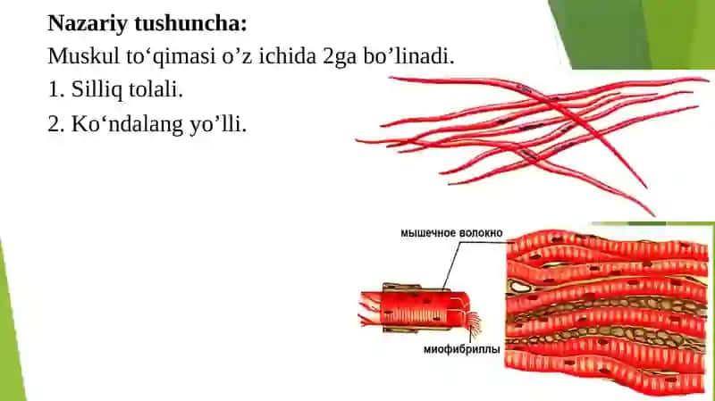 MUSKULLAR SISTEMASI VA UNING TUZILISHI. YORDAMCHI APPARATLAR. 2