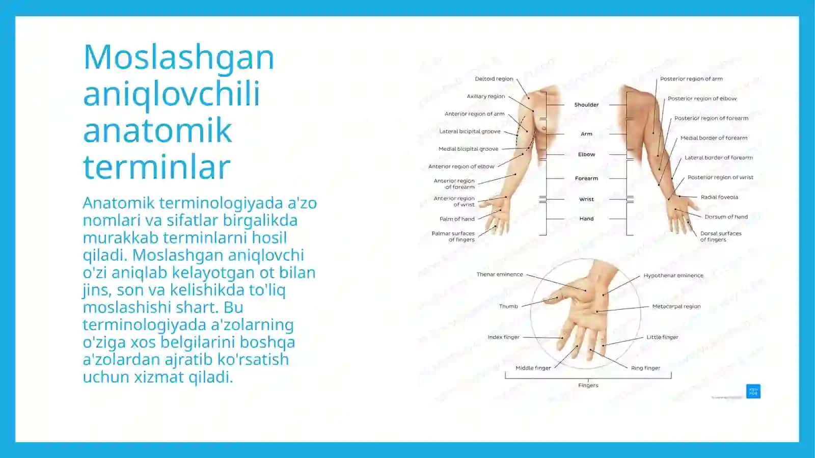Moslashgan aniqlovchili anatomik terminlar/lotin tili 2