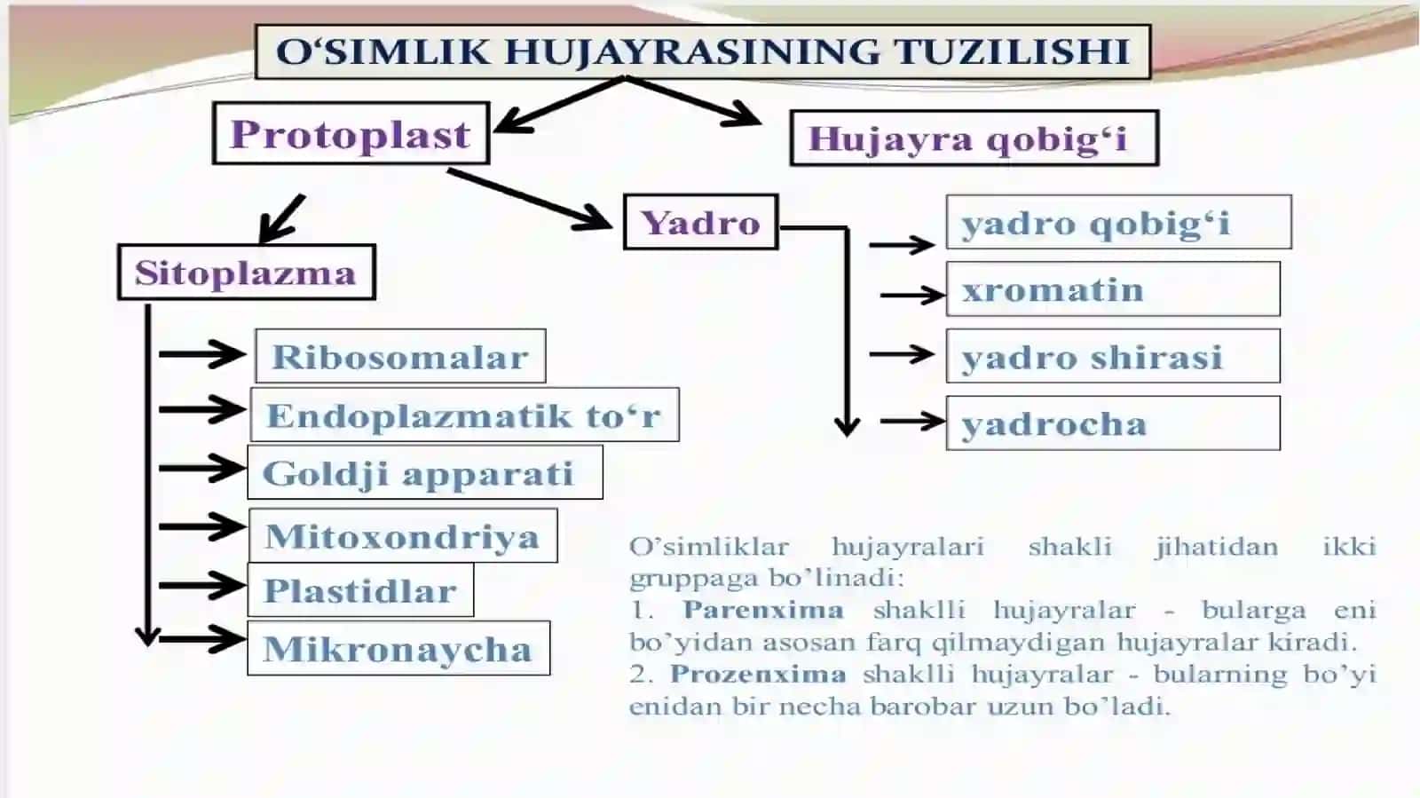 Oʻsimlik hujayrasi va toʻqimalarining tuzilishi 2