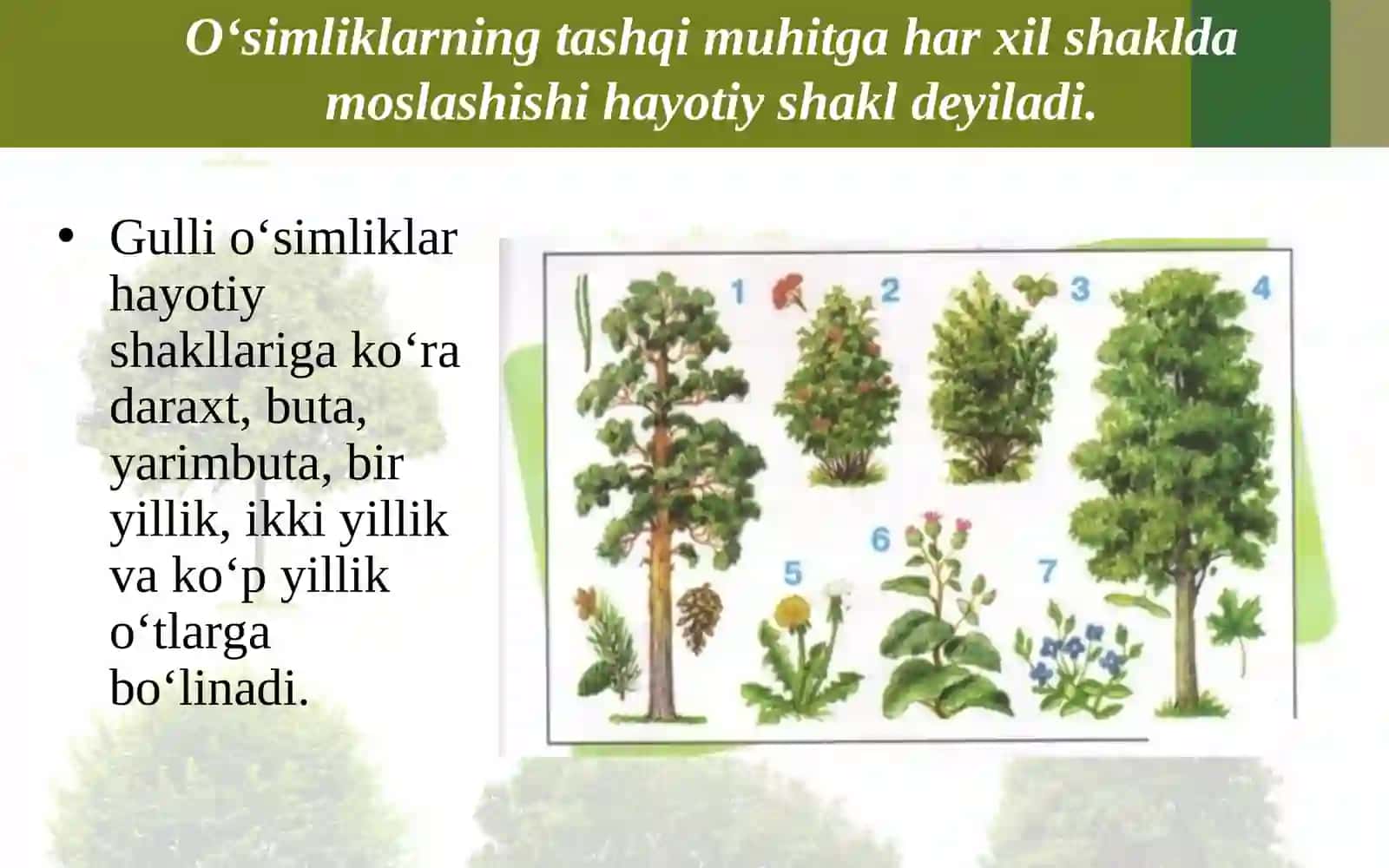 5-sinf Botanika O'simliklarning hayotiy shakllari 2