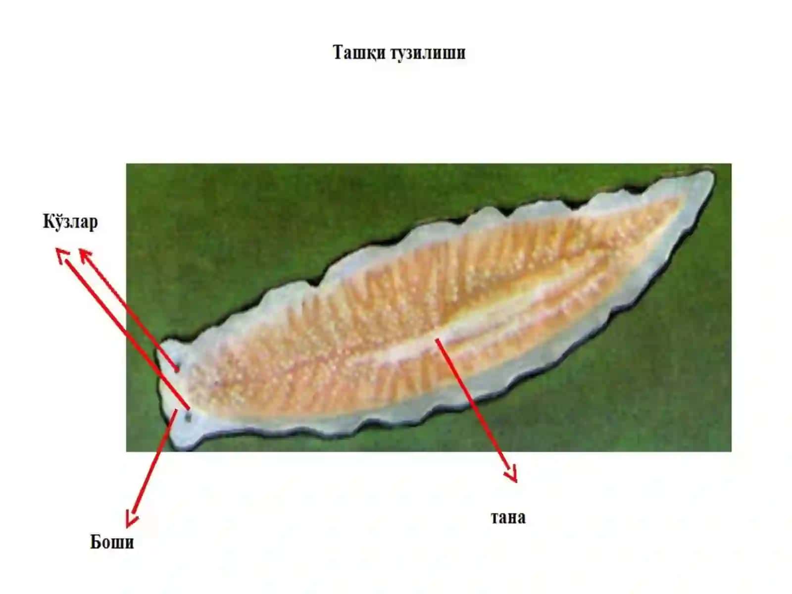 OQ PLANARIYANING TUZULISHI 2