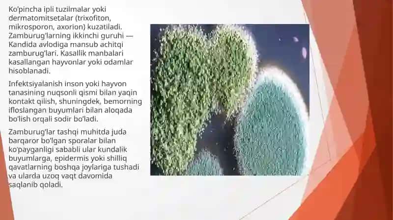 Chuqur mikozlar, mikozlar 2