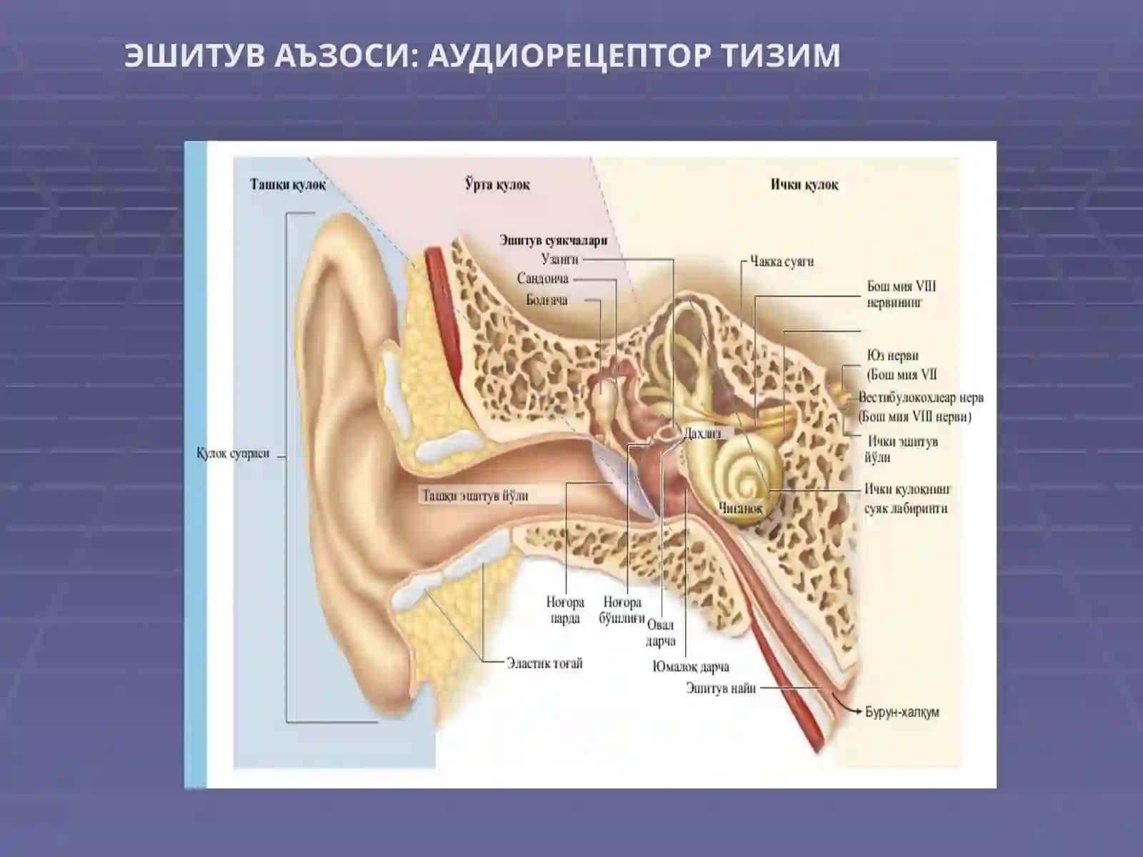 TTA Stomatologiyayonalishitalabasi Olimov Abduxakimning Gistologiya fanidan mustaqilishi 2