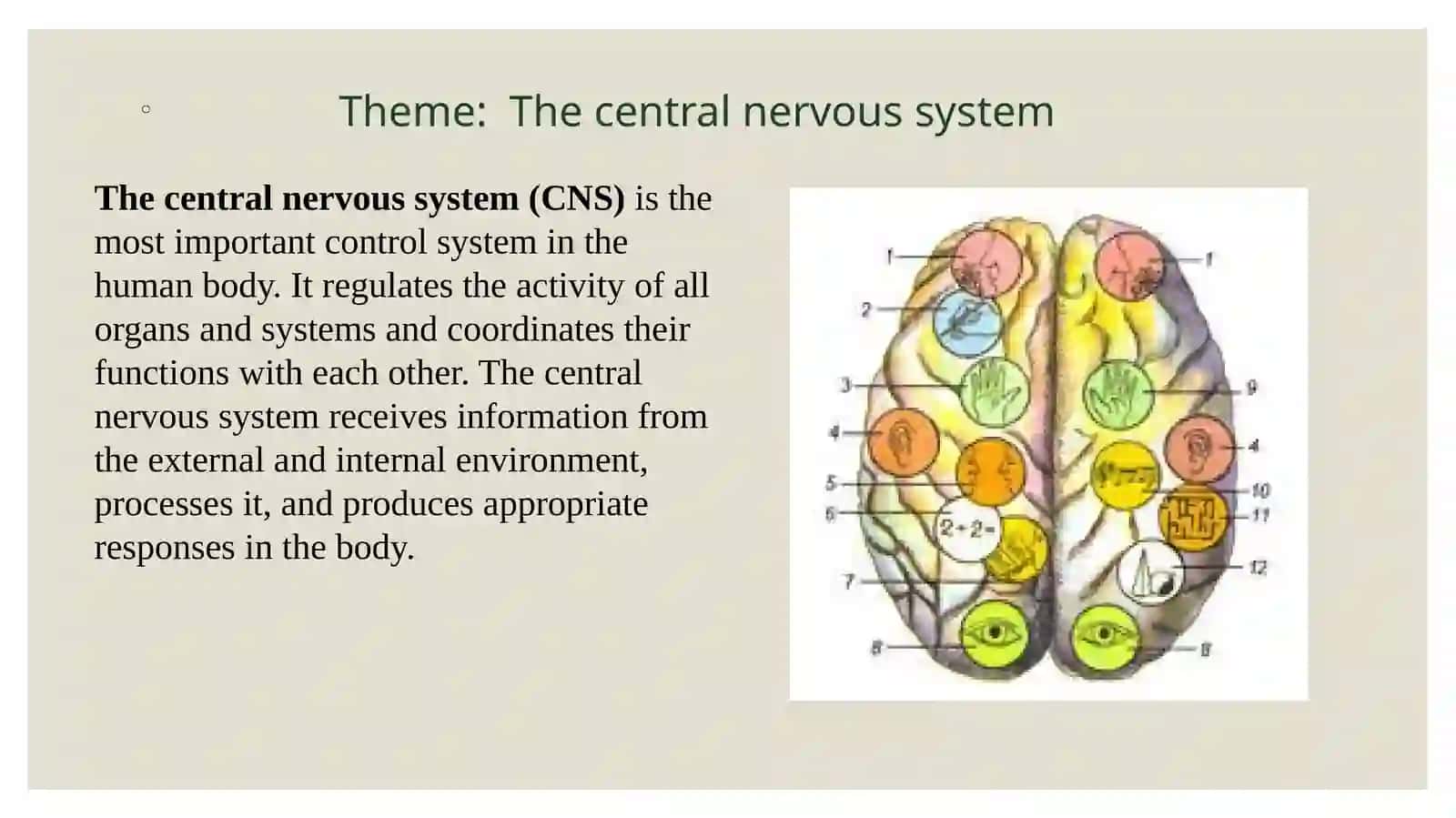 The central nervous system 2